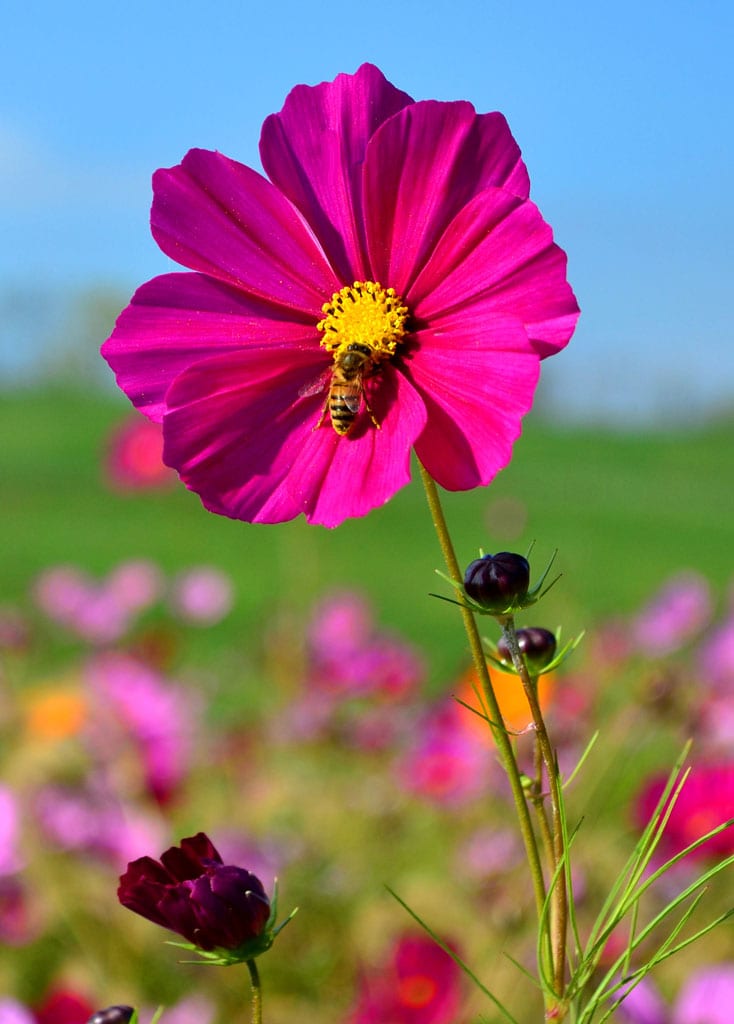 Chattanooga Lawn Treatment Bee Safe