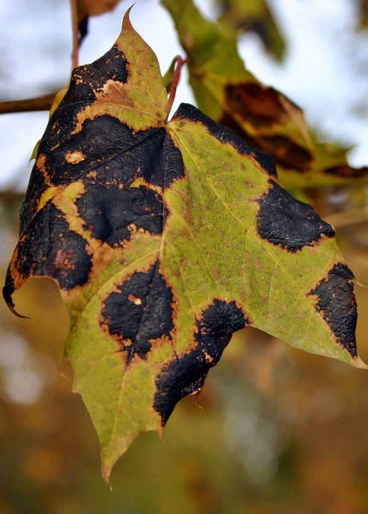 Chattanooga Plant, Tree, Shrub and Lawn Disease Control Treatment