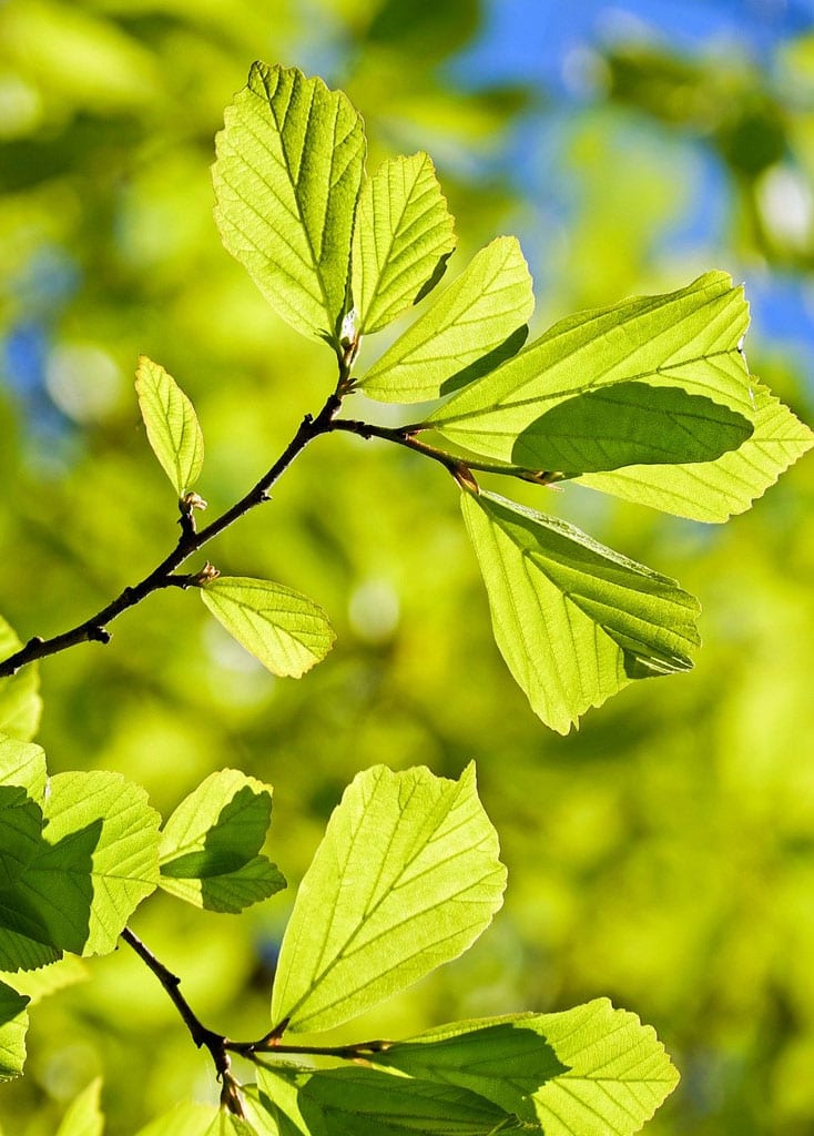 Chattanooga Tree Treatment