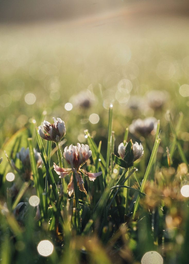 Chattanooga's Official Vegetation Control Treatment Services